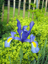 Iris und Frauenmantel