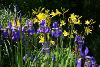 Lilien und Iris